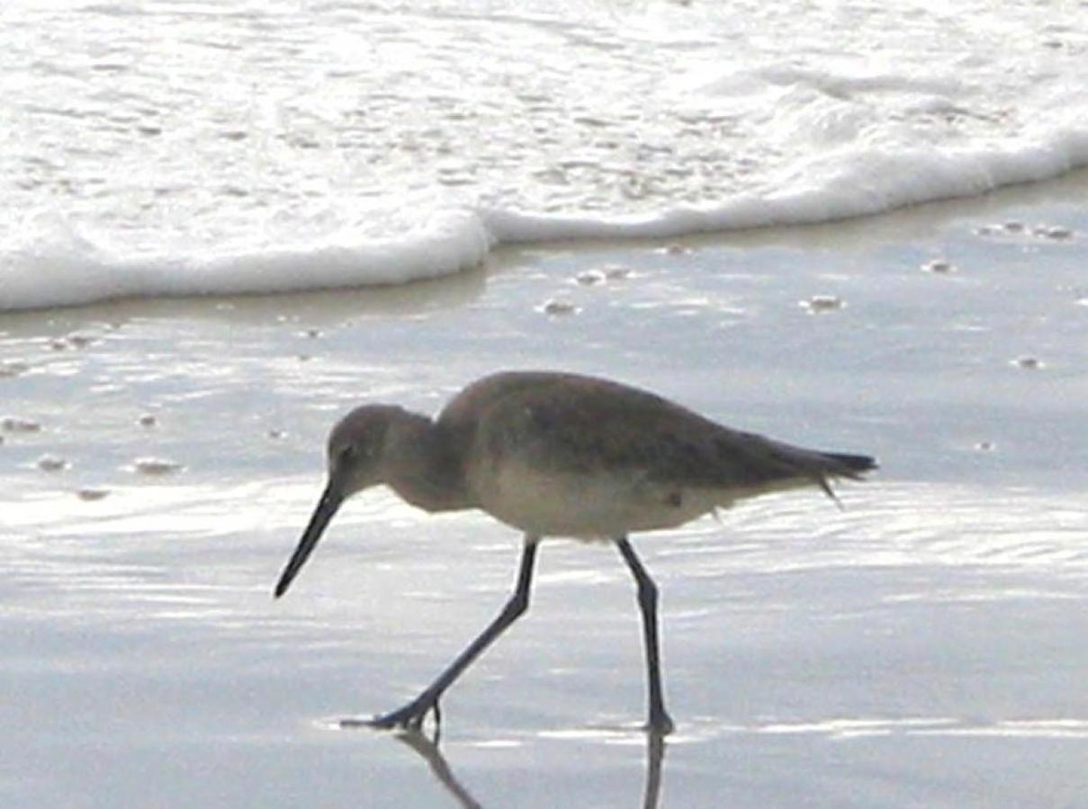 Sandpiper 2C Hotel Gulf Shores Zewnętrze zdjęcie